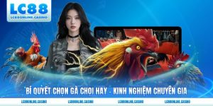 Bí Quyết Chọn Gà Chọi Hay - Kinh Nghiệm Chuyên Gia